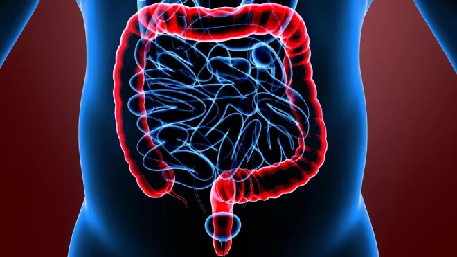 colon and rectal colon and rectal